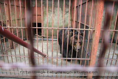 Poor bear in a cage