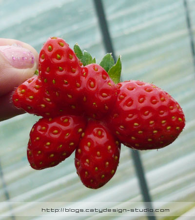 Strawberry picking